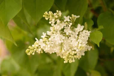 Sıradan yaban domuzu (Şırınga bayağılığı))