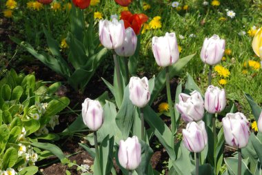 Tulipa, Lily ailesinin uzun ömürlü bitkilerindendir..