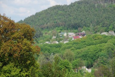  Bekarlık eski ormanda başlar.
