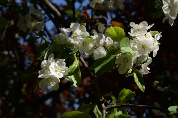 Flowering Flowering Latin Anthsis Common Cherry Prunus Cerasus — Stock Photo, Image