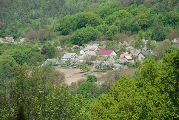 Samotný Začátek Starém Lese — Stock fotografie