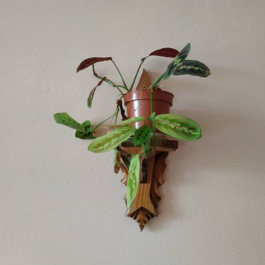 Crowton (lattır. Crton) - Euphorbia (Euphorbiaceae) familyasının bitki cinsi)