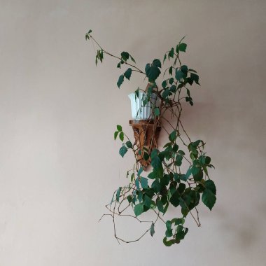 Epiphyllum (lat. Epiphyllum) - kaktüs ailesinin epifitik kaktüsü cinsi.