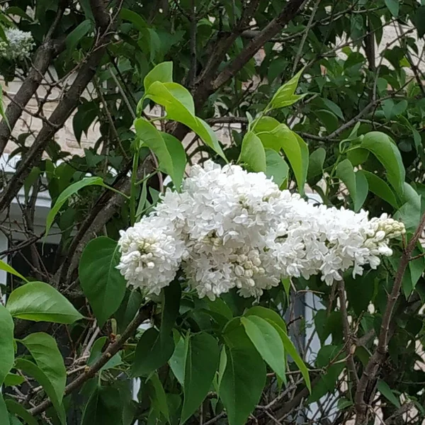 Közönséges Kan Syringa Vulgaris — Stock Fotó