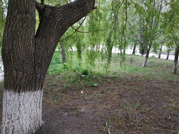 Quiet Corner Beautiful Nature — Stock Photo, Image