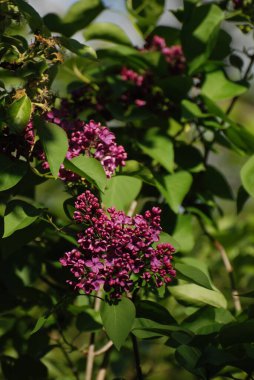 Sıradan yaban domuzu (Şırınga bayağılığı))