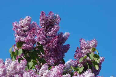 Sıradan yaban domuzu (Şırınga bayağılığı))