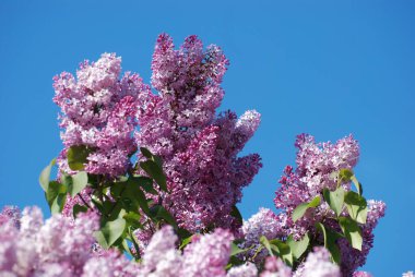 Sıradan yaban domuzu (Şırınga bayağılığı))
