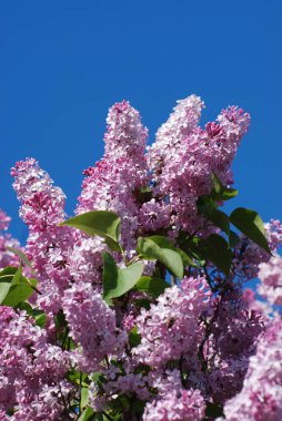 Sıradan yaban domuzu (Şırınga bayağılığı))