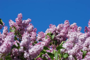 Sıradan yaban domuzu (Şırınga bayağılığı))