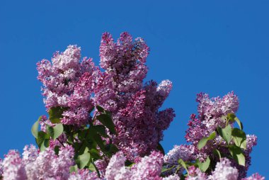Sıradan yaban domuzu (Şırınga bayağılığı))