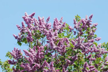 Sıradan yaban domuzu (Şırınga bayağılığı))