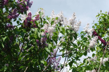 Sıradan yaban domuzu (Şırınga bayağılığı))