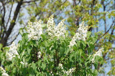 Sıradan yaban domuzu (Şırınga bayağılığı))