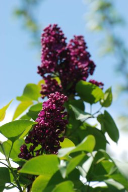 Sıradan yaban domuzu (Şırınga bayağılığı))