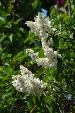 Sıradan yaban domuzu (Şırınga bayağılığı))