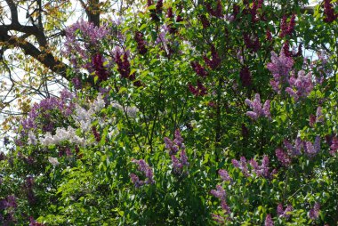 Sıradan yaban domuzu (Şırınga bayağılığı))