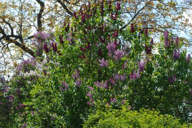 Sıradan yaban domuzu (Şırınga bayağılığı))
