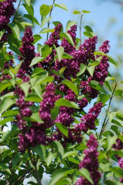 Sıradan yaban domuzu (Şırınga bayağılığı))