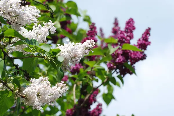 Jabalí Común Syringa Vulgaris — Foto de Stock