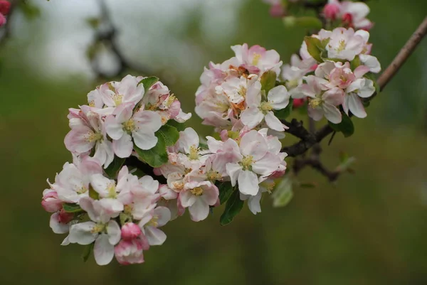 Цветение Цветение Латинский Анцис Обыкновенная Вишня Prunus Cerasus — стоковое фото