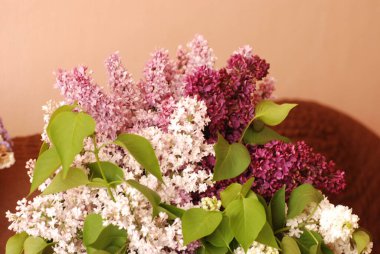 Sıradan yaban domuzu (Şırınga bayağılığı))