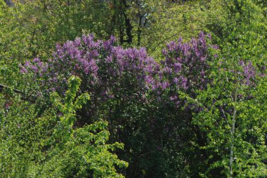 Sıradan yaban domuzu (Şırınga bayağılığı))
