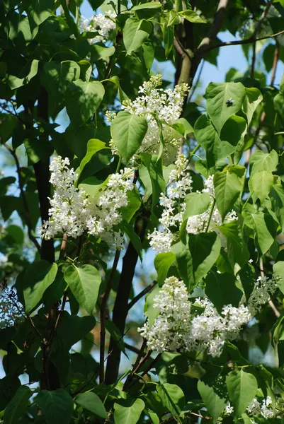 Обыкновенный Кабан Syringa Vulgaris — стоковое фото