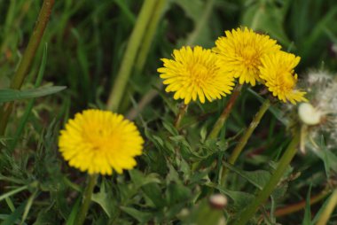 Karahindiba (Tarxacum) - Aster ailesinin daimi bitki cinsi.
