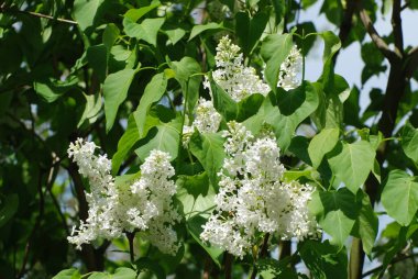 Sıradan yaban domuzu (Şırınga bayağılığı))
