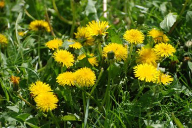 Karahindiba (Tarxacum) - Aster ailesinin daimi bitki cinsi.