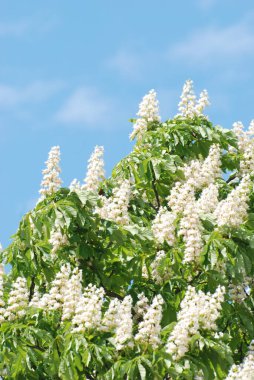 Koniler sıradan kestane (lat.Asculus hipokstanum)