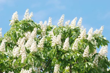 Koniler sıradan kestane (lat.Asculus hipokstanum)