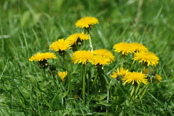 Dandelion Tarxacum Genus Perennial Herbaceous Plants Aster Family — Stock Photo, Image