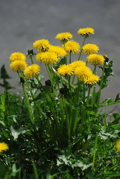 Dandelion Tarxacum Genus Perennial Herbaceous Plants Aster Family — Stock Photo, Image