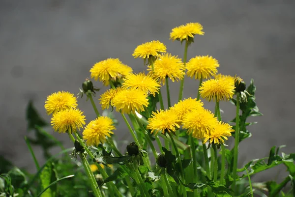 Dandelion Tarxacum Genus Perennial Herbaceous Plants Aster Family — Stock Photo, Image