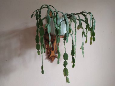 Schlumberger (Latince. Schlumbergera, Lemaire; eş anlamlılar: epiphyllum - Latince. Epiphyllum, Pfeiffer; Zygocactus - Zygocactus, Schumann; Epiphyllantus - Epiphyllanthus, Berger)