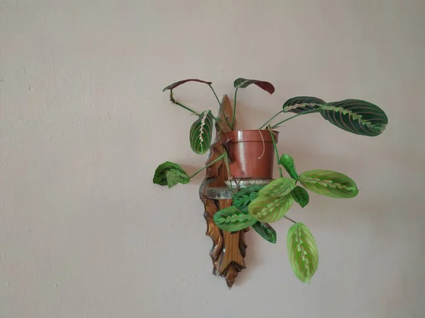 Кроутон Лат Crton Рід Рослин Родини Euphorbia Euphorbiaceae — стокове фото