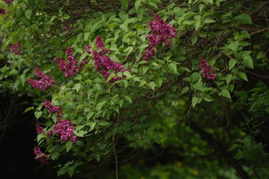 Sıradan yaban domuzu (Şırınga bayağılığı))