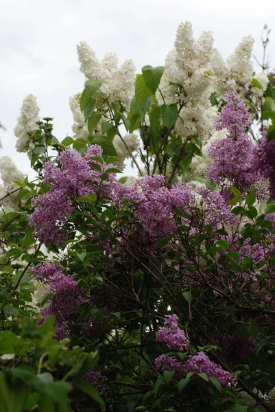 Jabalí Común Syringa Vulgaris — Foto de Stock