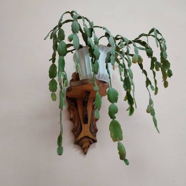 Schlumberger (Latince. Schlumbergera, Lemaire; eş anlamlılar: epiphyllum - Latince. Epiphyllum, Pfeiffer; Zygocactus - Zygocactus, Schumann; Epiphyllantus - Epiphyllanthus, Berger)