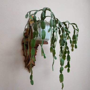 Schlumberger (Latince. Schlumbergera, Lemaire; eş anlamlılar: epiphyllum - Latince. Epiphyllum, Pfeiffer; Zygocactus - Zygocactus, Schumann; Epiphyllantus - Epiphyllanthus, Berger)