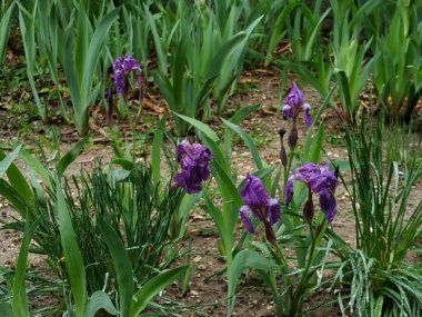 Iris, ya da Kasatik, ya da Horoz (lat. ris)