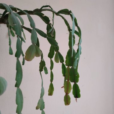 Schlumberger (Latince. Schlumbergera, Lemaire; eş anlamlılar: epiphyllum - Latince. Epiphyllum, Pfeiffer; Zygocactus - Zygocactus, Schumann; Epiphyllantus - Epiphyllanthus, Berger)