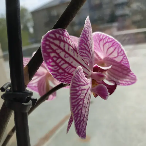 Zozuliantsev Eller Orchidaceae Orchidaceae Hemlandet För Monocotyledons Perenna Terrestra Eller — Stockfoto