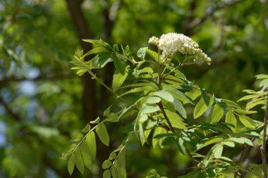 Rowan (Sorbus aucuparia), Rowan cinsinin bir türüdür.