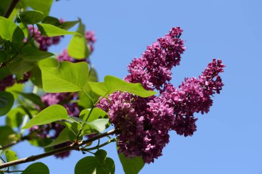  Sıradan yaban domuzu (Şırınga bayağılığı))