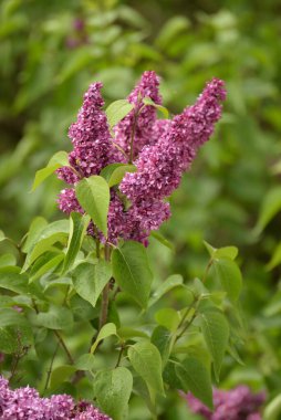  Sıradan yaban domuzu (Şırınga bayağılığı))