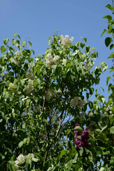 Jabalí Común Syringa Vulgaris — Foto de Stock