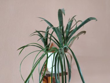 Epiphyllum (lat. Epiphyllum (Latince: 